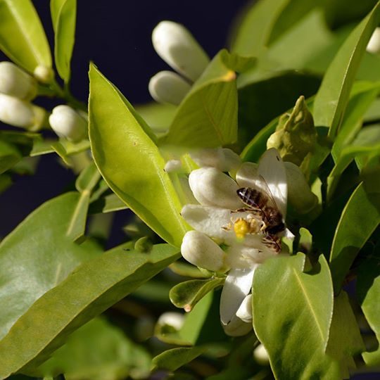 Orange blossom honey