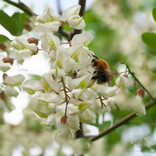 Acacia Honey