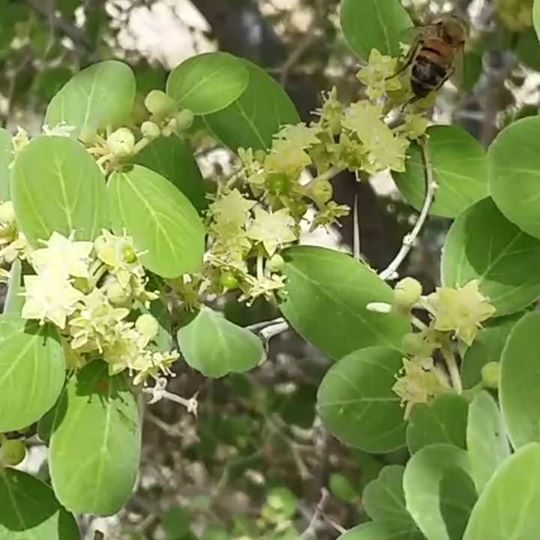 Sidr tree flowers