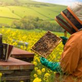 Cold Extracted Honey