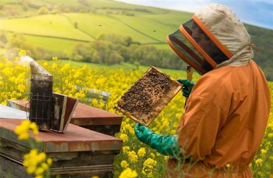 Farming Honey