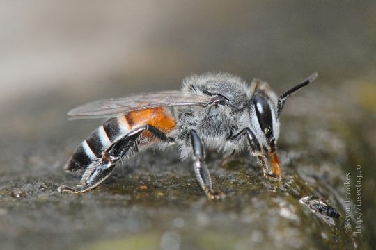 small bee honey