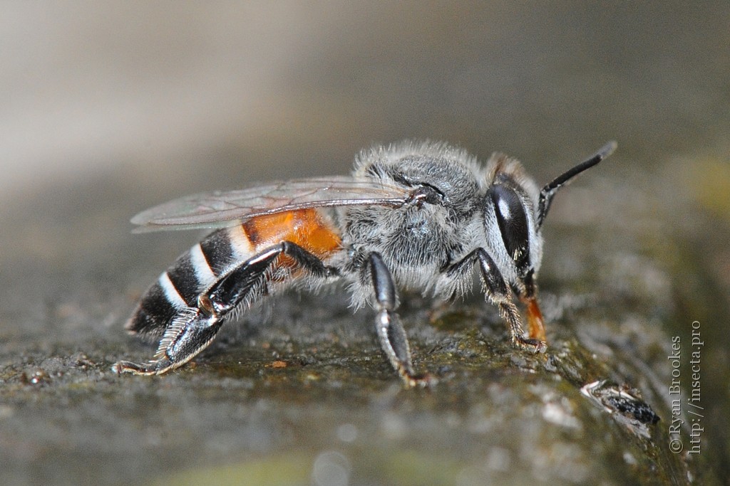 Small Bee Honey My Honey Pakistan Largest Organic Honey Store